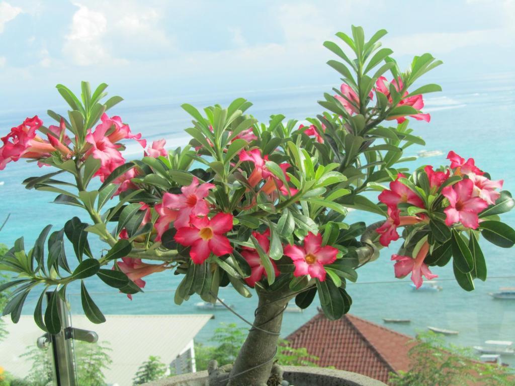 Lembongan Harmony Villas Zimmer foto